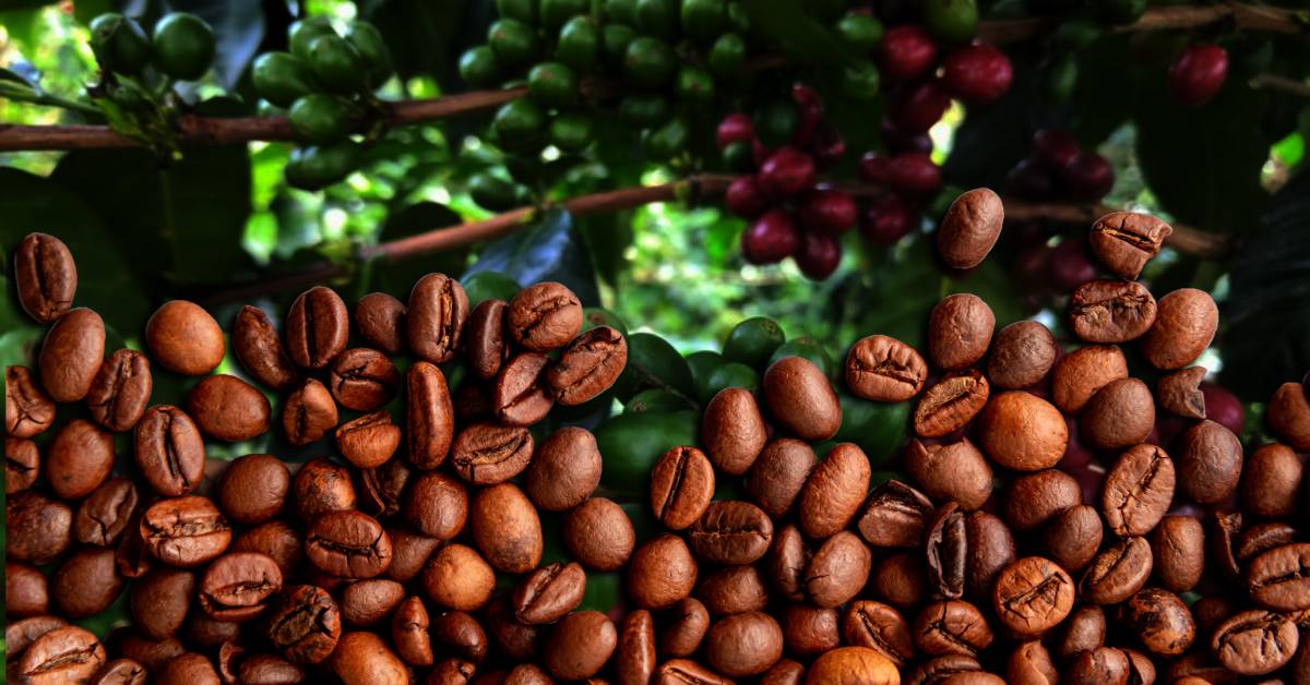 เมล็ดกาแฟ ‘เกอิชา’ กับคาแรกเตอร์ ‘โปร่งใส-ซับซ้อน’ สู่ไวรัลรสชาติพรีเมียม-ราคาจับต้องได้