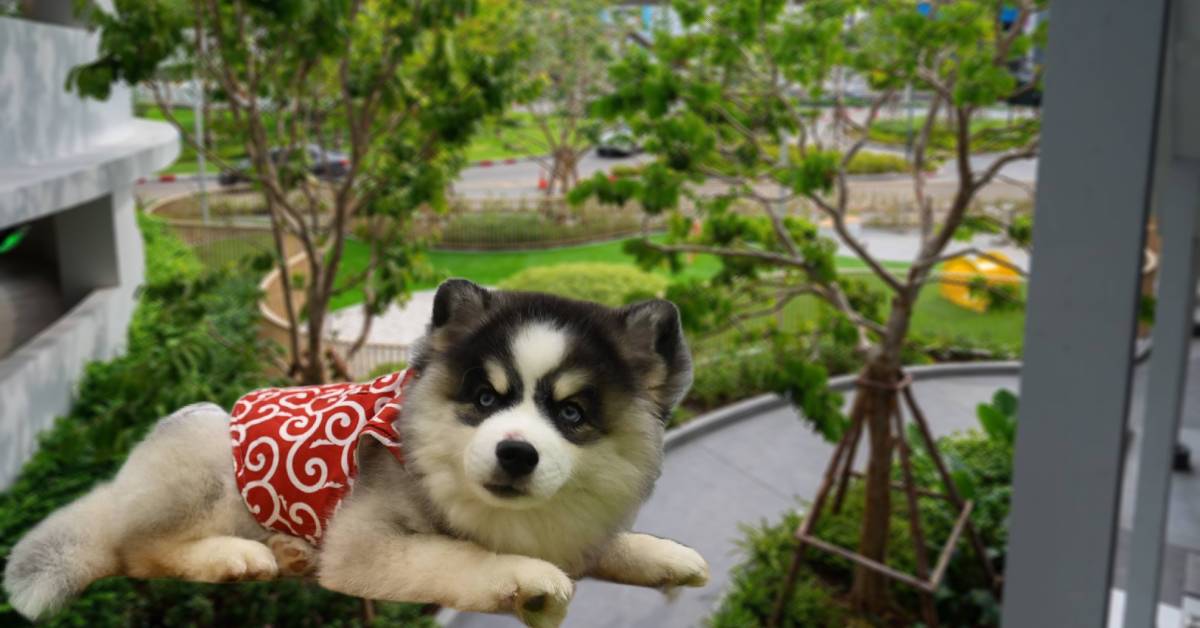 ฟิวเจอร์พาร์ค-สเปลล์  เปิดโซนใหม่ ‘Pet Zociety’ หมุดหมายคนรักสัตว์ย่านรังสิต