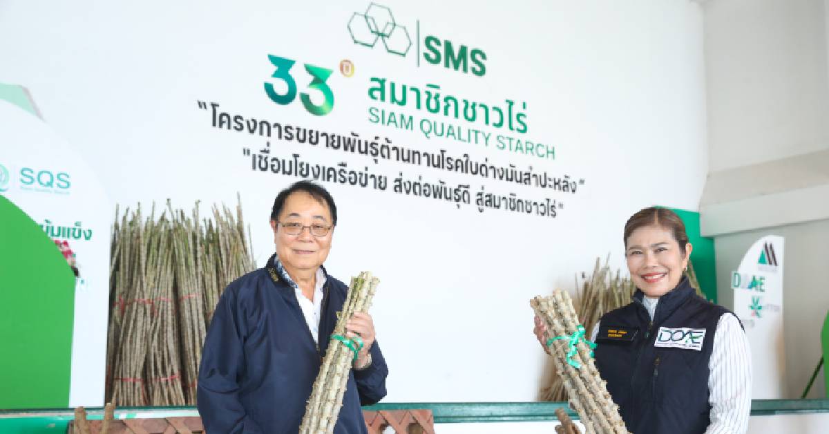 กลุ่มบริษัท เอส เอ็ม เอส อบรมเกษตรกรชัยภูมิ ลุยโครงการขยายพันธุ์มันสำปะหลังต้านโรคใบด่าง